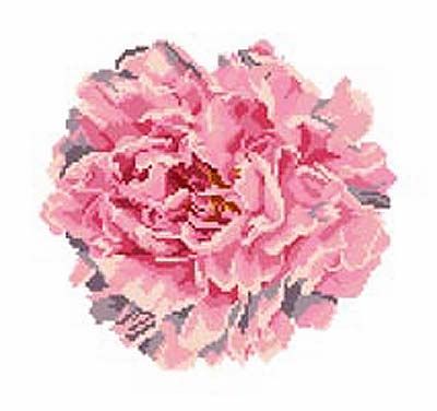 Pivoine - Orbis Pictura