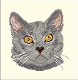 Chartreux de face diagramme noir et blanc - Orbis Pictura