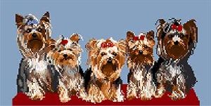Yorkshires (5 chiens) diagramme noir et blanc - Orbis Pictura