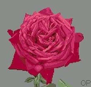 Portrait de rose I diagramme noir et blanc - Orbis Pictura