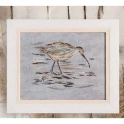 Le Courlis cendré 2 - Fiche Isabelle Haccourt Vautier