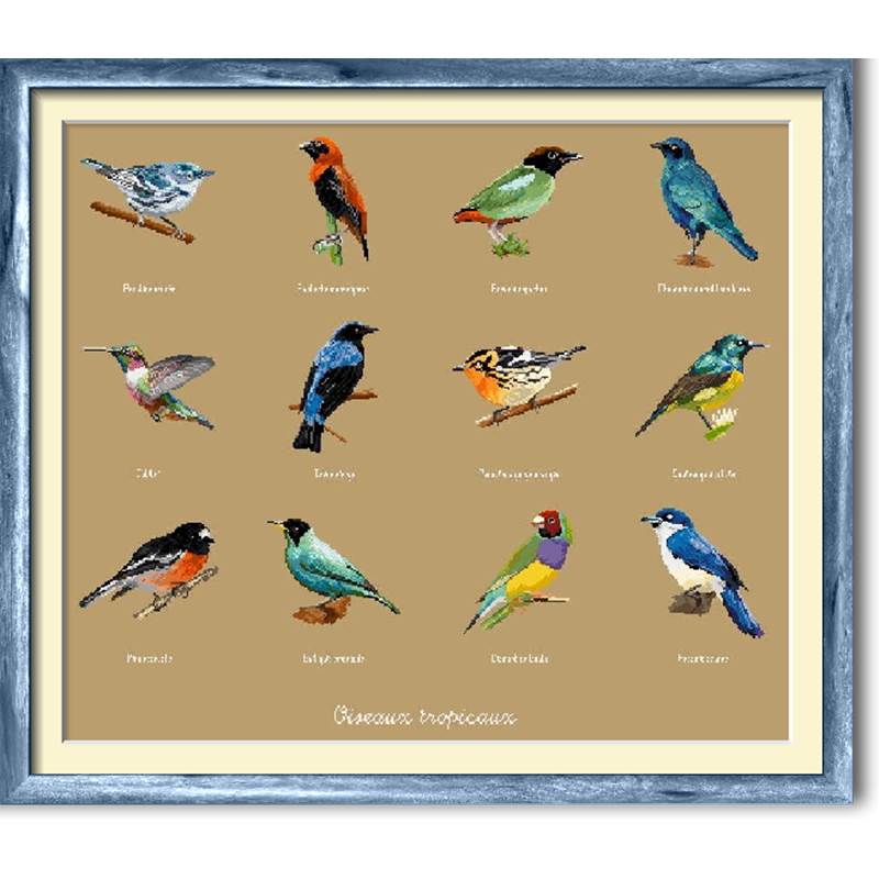 Oiseaux Tropicaux Diagramme Noir Et Blanc Orbis Pictura